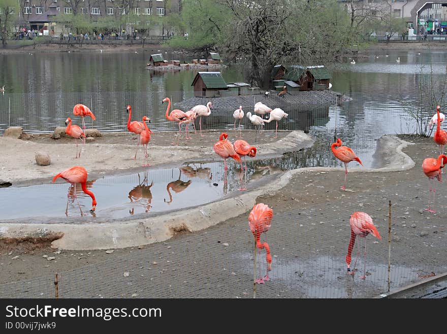 The flamingo