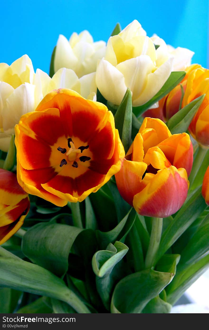 White and red tulips, spring