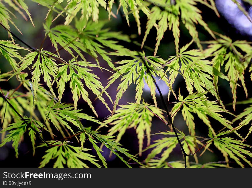 Beautiful green leaves in sun light