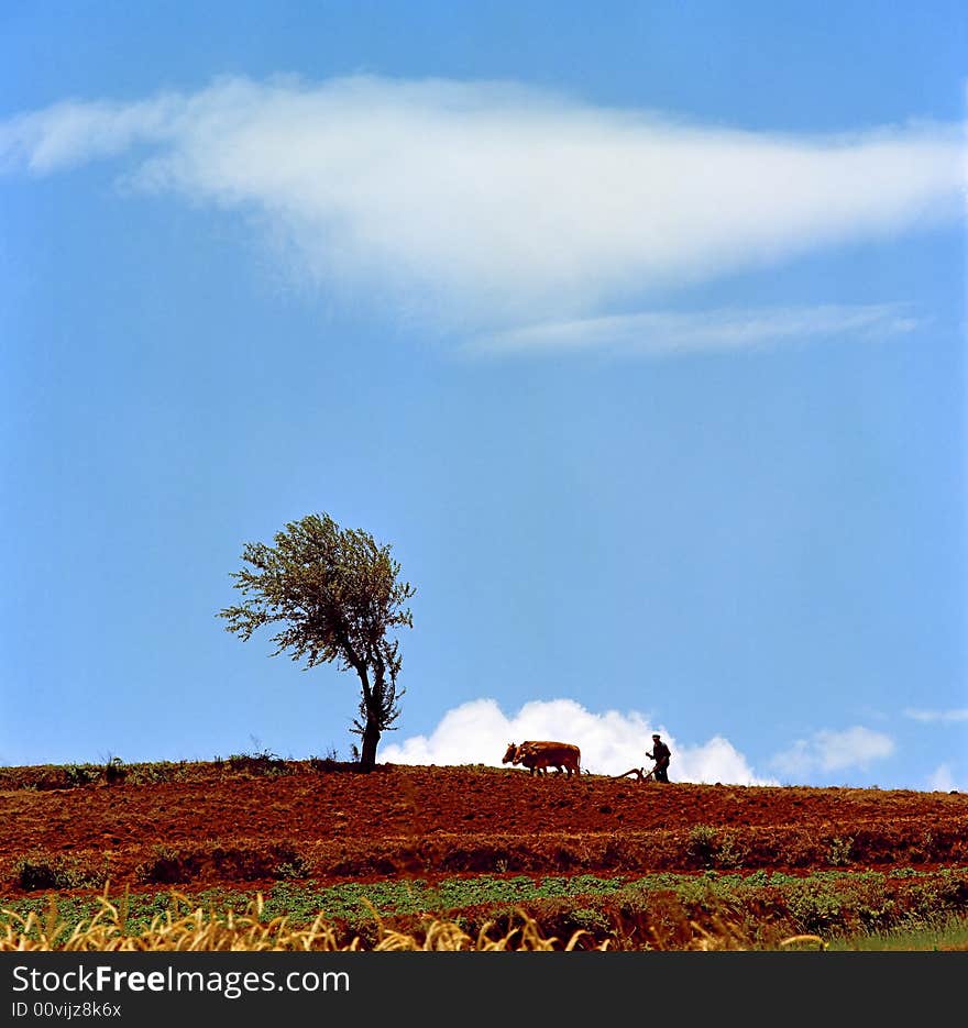 Ox Ploughing in the field