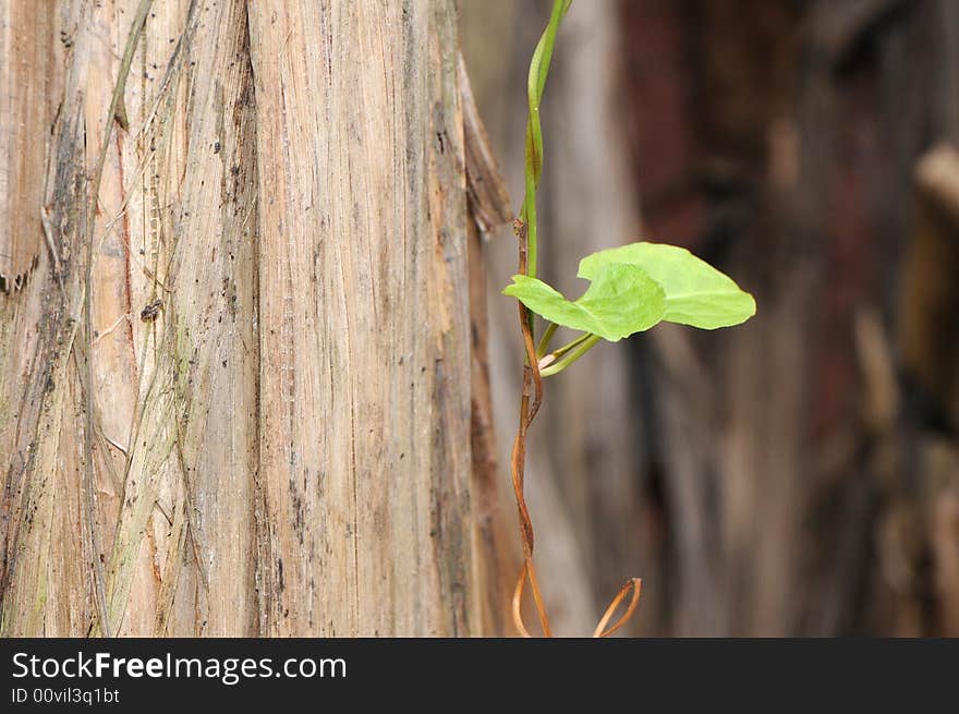 Vine with green leaves is still alive around a perishing tree. Vine with green leaves is still alive around a perishing tree.