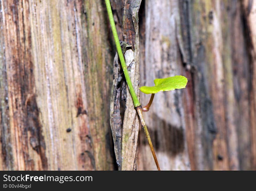 Vine with green leaves is still alive around a perishing tree. Vine with green leaves is still alive around a perishing tree.