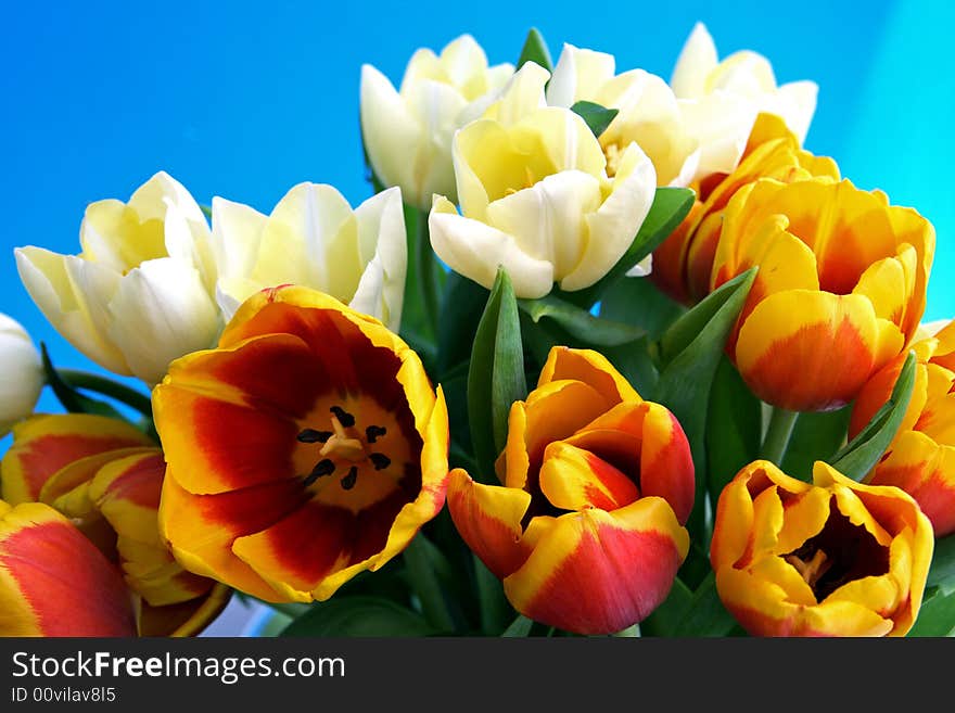 White and red tulips, spring