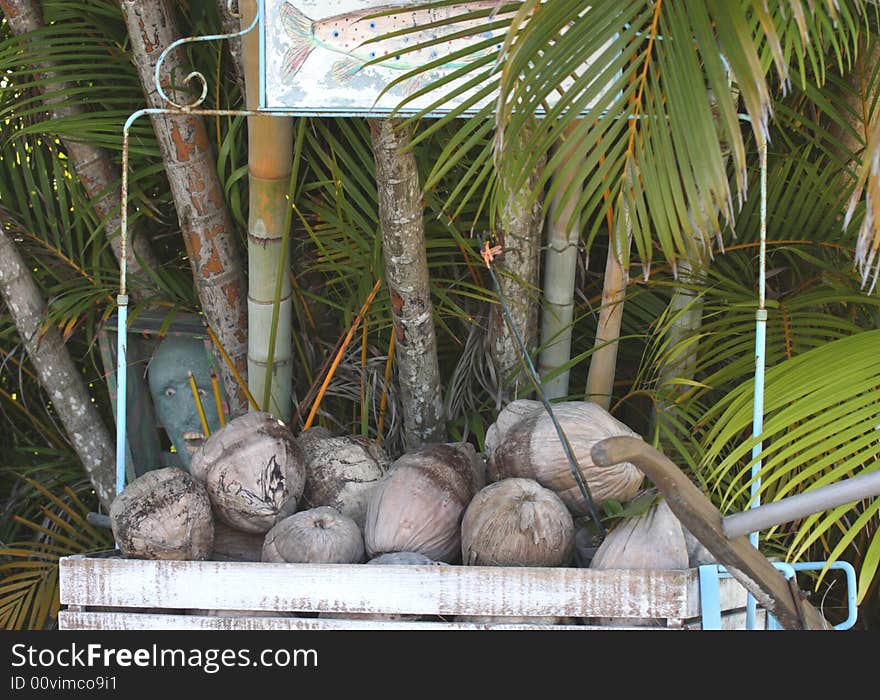 Colorful scene of coconuts and wagon bamboo and palm leaves