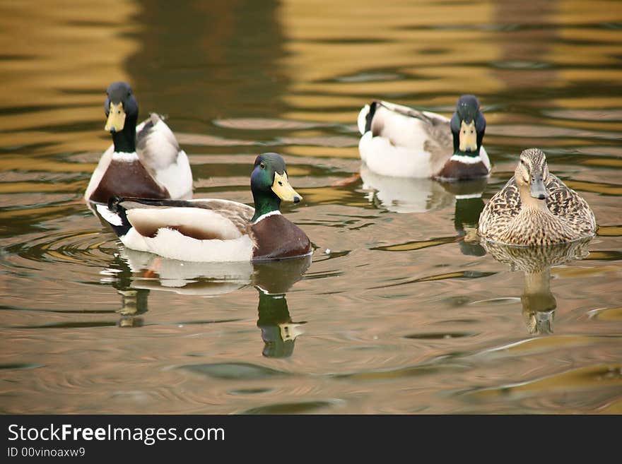 Duck and drakes in a reservoir with fresh water. Duck and drakes in a reservoir with fresh water