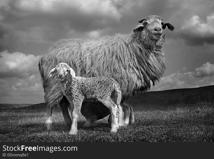 Family portrait of a sheep with lamb