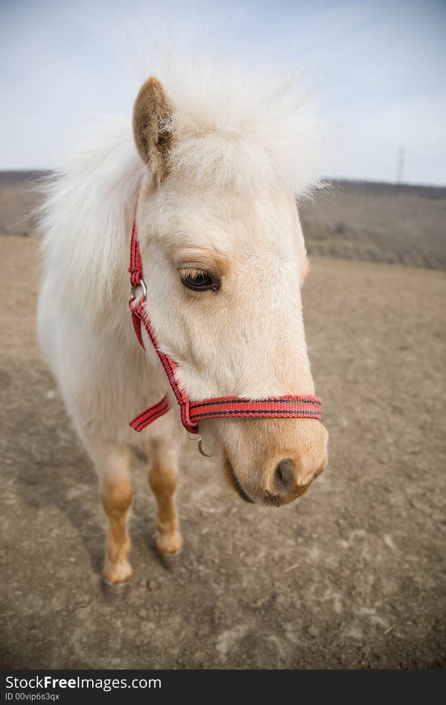 Portrait Of A Sad White Horse