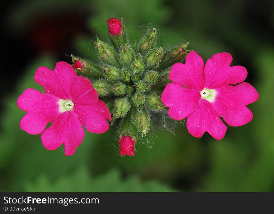 Couple of Beautiful flowers in spring