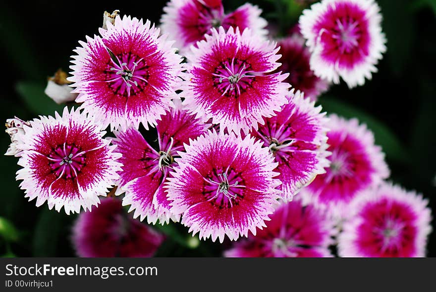 Beautiful pink flower in spring