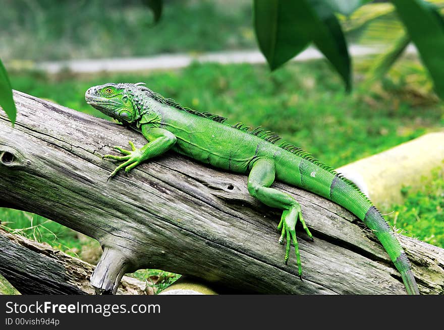 The lizard on the kraurotic wood. The lizard on the kraurotic wood