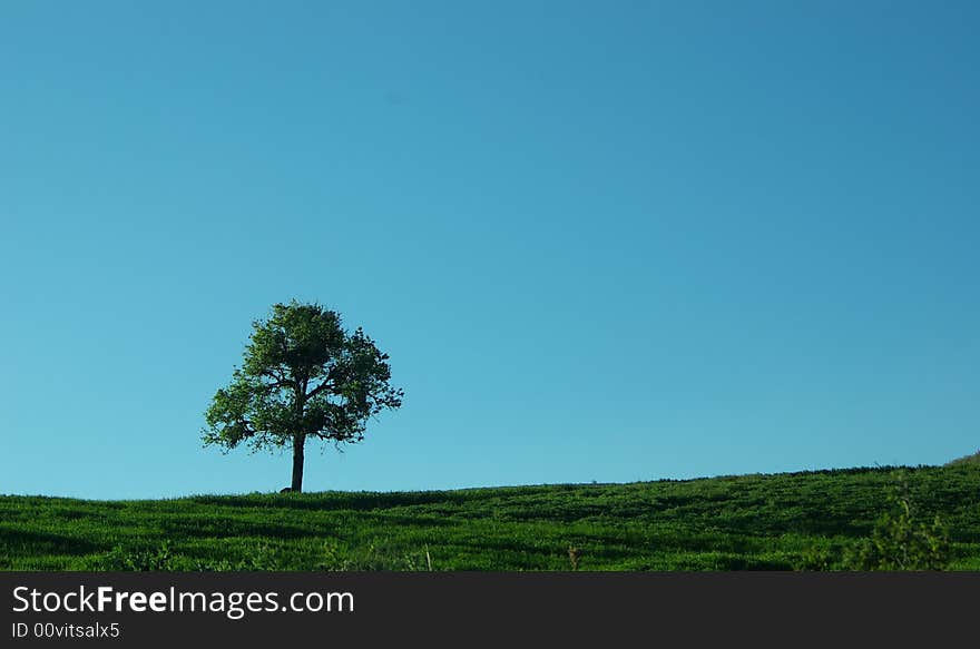 Lonely tree