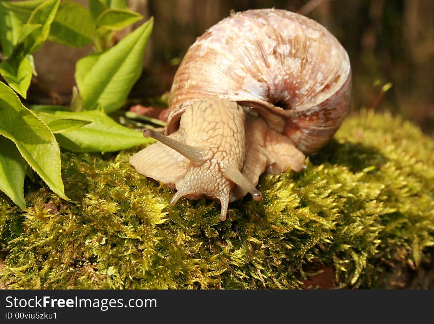 A snail on the moss