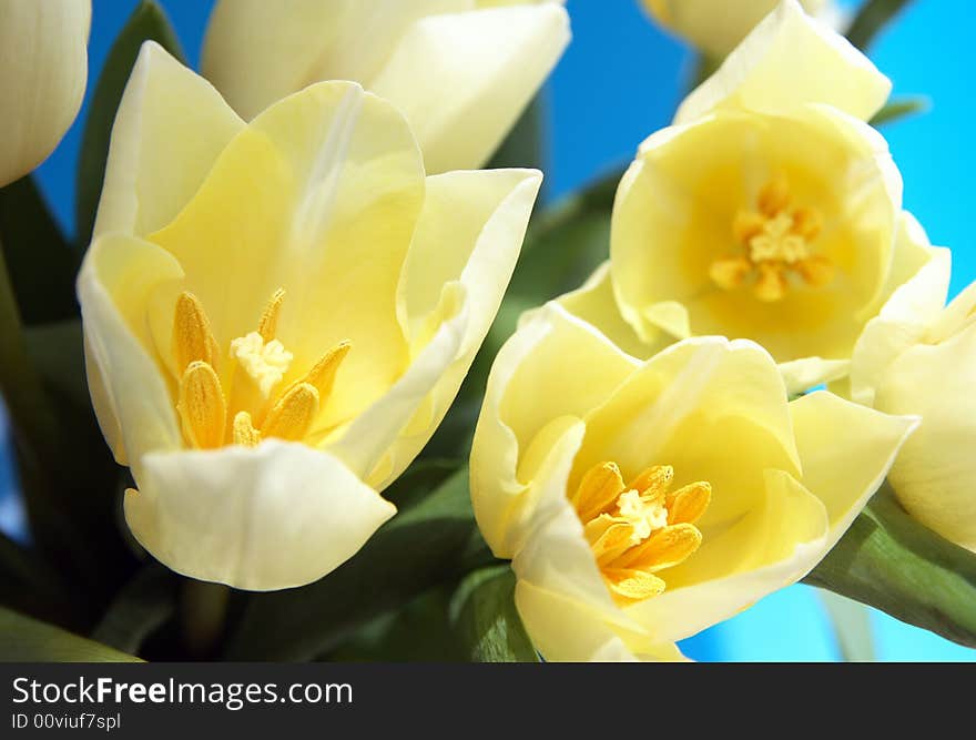 White tulips, spring, flower, floral