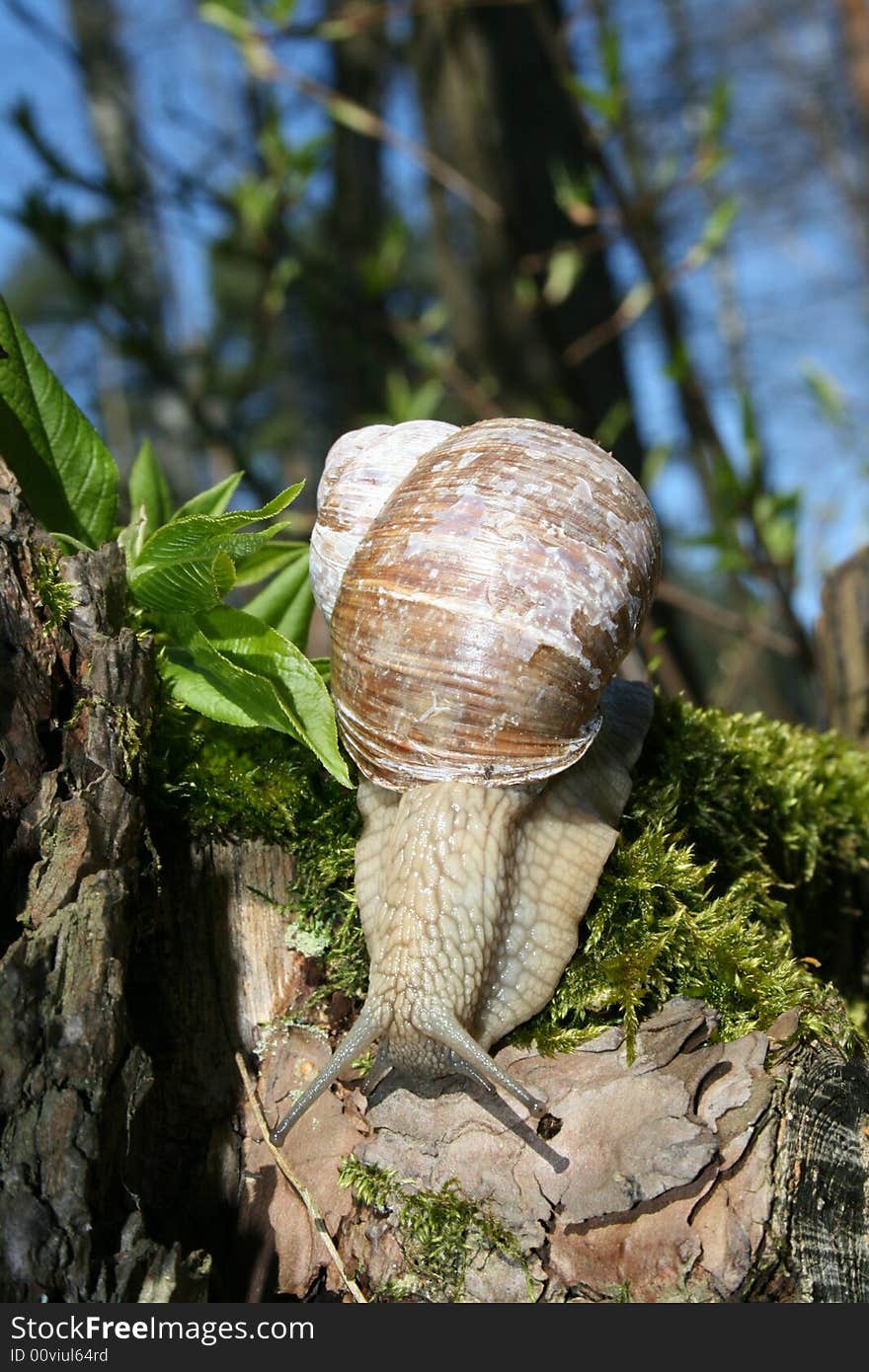 Snail on moss on a background sky