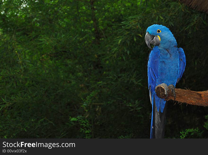 Blue parrot looking to the side with green jungle background