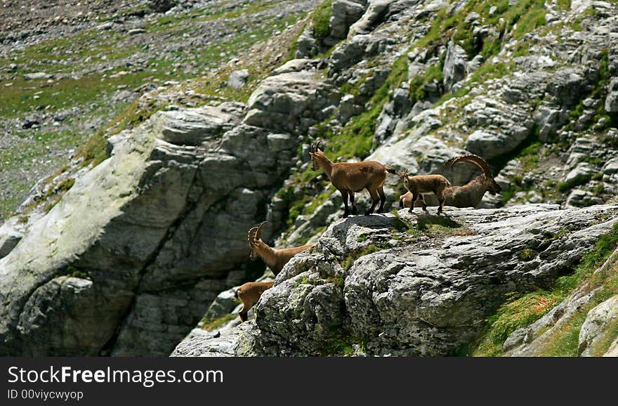 Ibex At Veglia