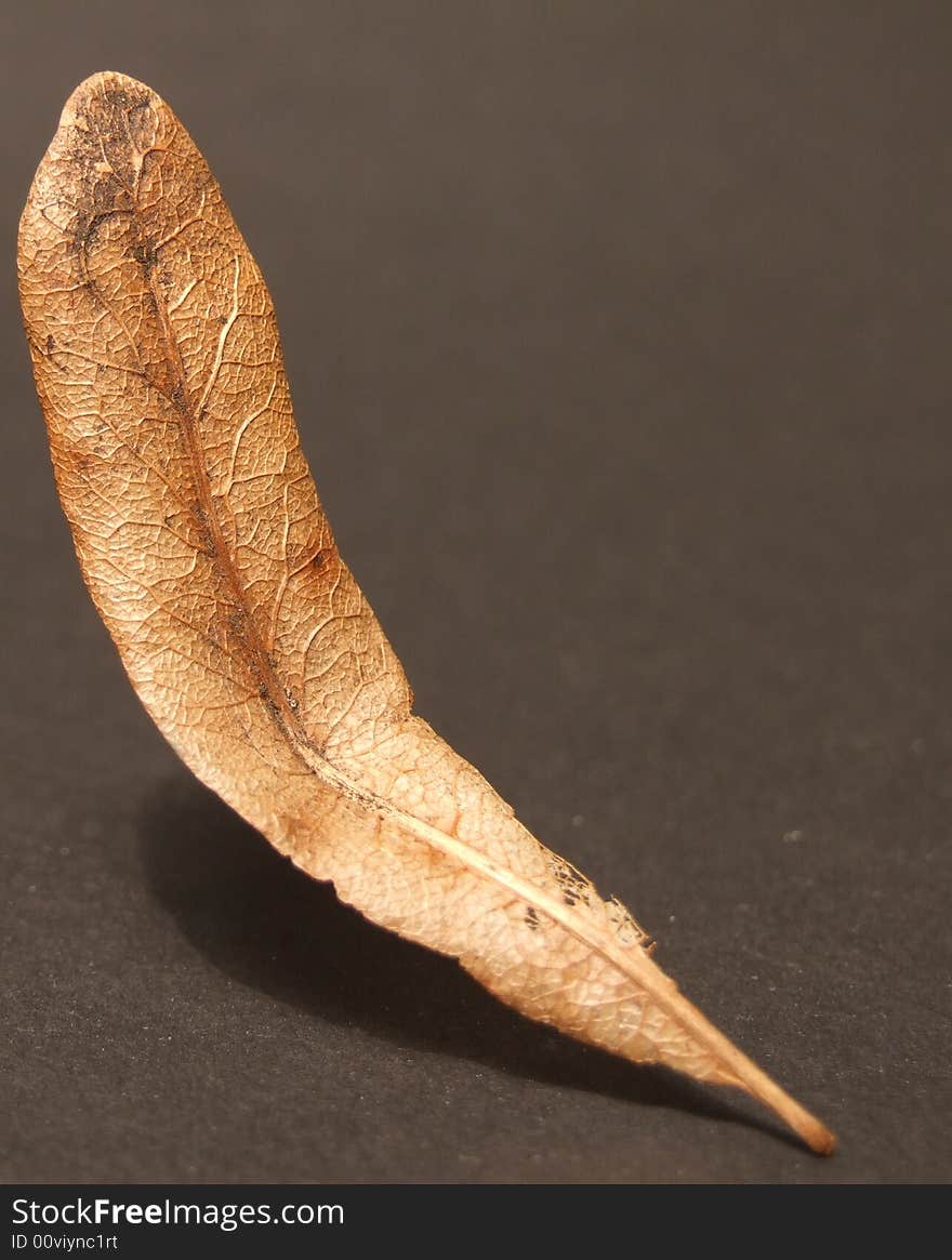 Small gold leaf from a tree on a black background. Small gold leaf from a tree on a black background