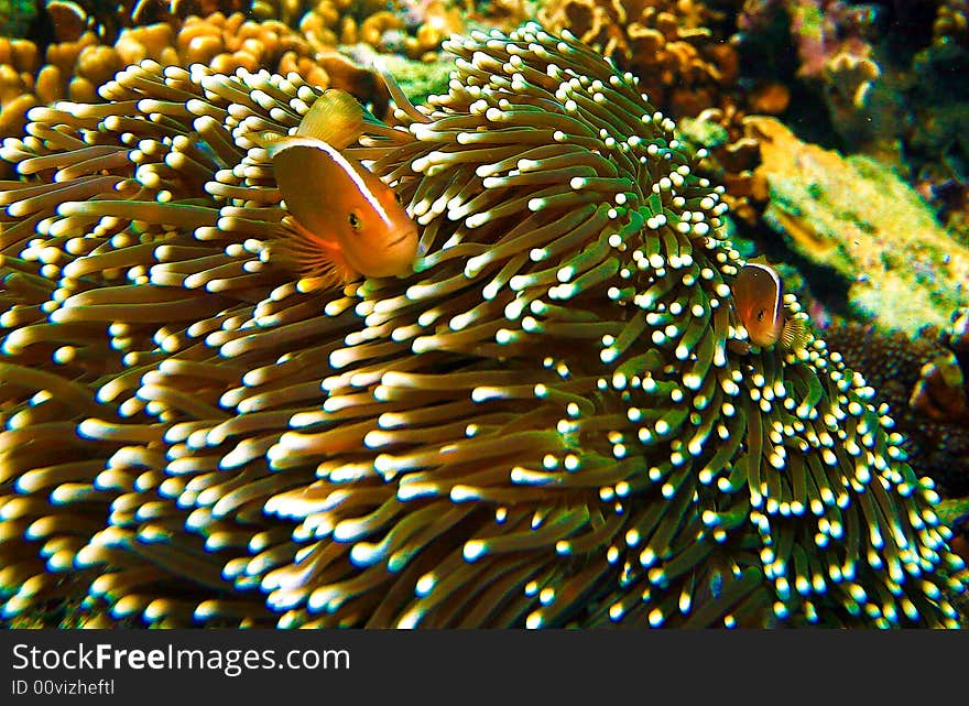 Orange fish swimming on anemona