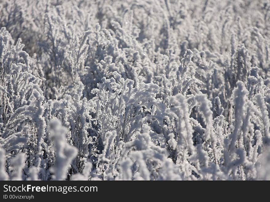 Winter abstract plant snow nature cold season. Winter abstract plant snow nature cold season