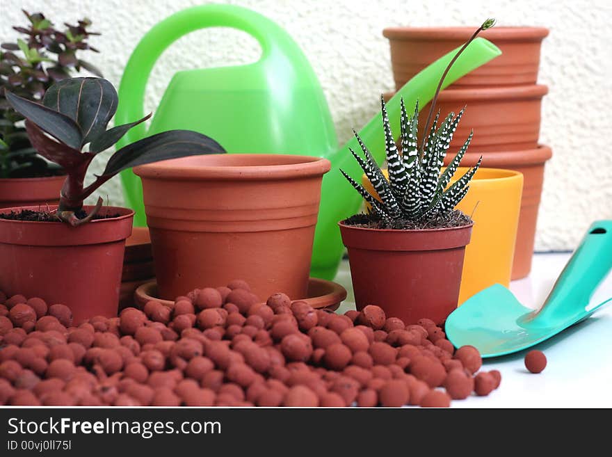 Pot plant care Haworthia pumila in the spring time