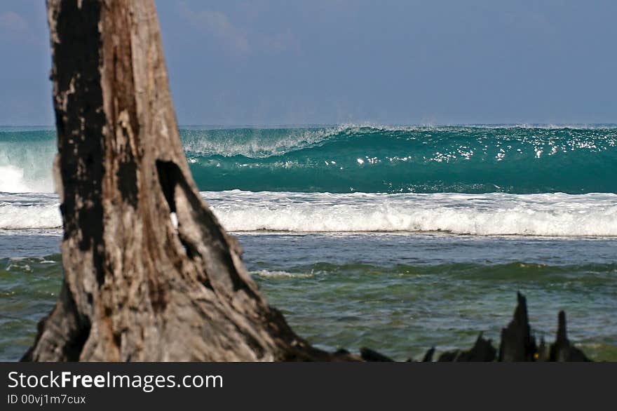 Perfect wave breaking on the reef of Macarronis, mentawai,indonesia