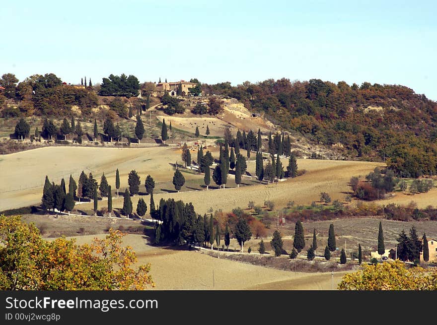 Lane surrounded by cypress trees in Tuscan landscape. Lane surrounded by cypress trees in Tuscan landscape