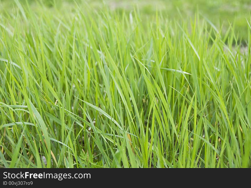 Natural grass - isolated, green grass, fresh grass, uncut grass, grass on a meadow for background