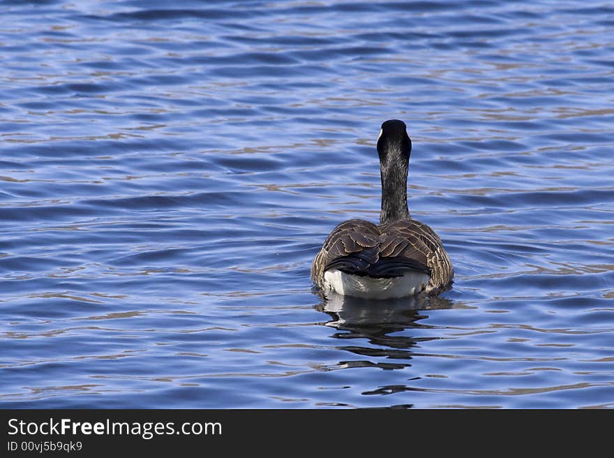 Canadian goose swimming away at a pond