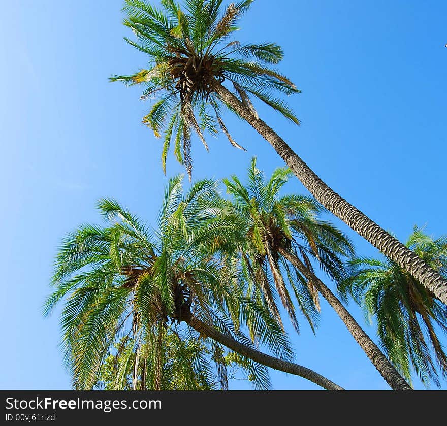 These palm trees are growing at a right angle, hovering over the Gulf of Mexico. The tallest of the trees is approximately 70 feet tall. These palm trees are growing at a right angle, hovering over the Gulf of Mexico. The tallest of the trees is approximately 70 feet tall.