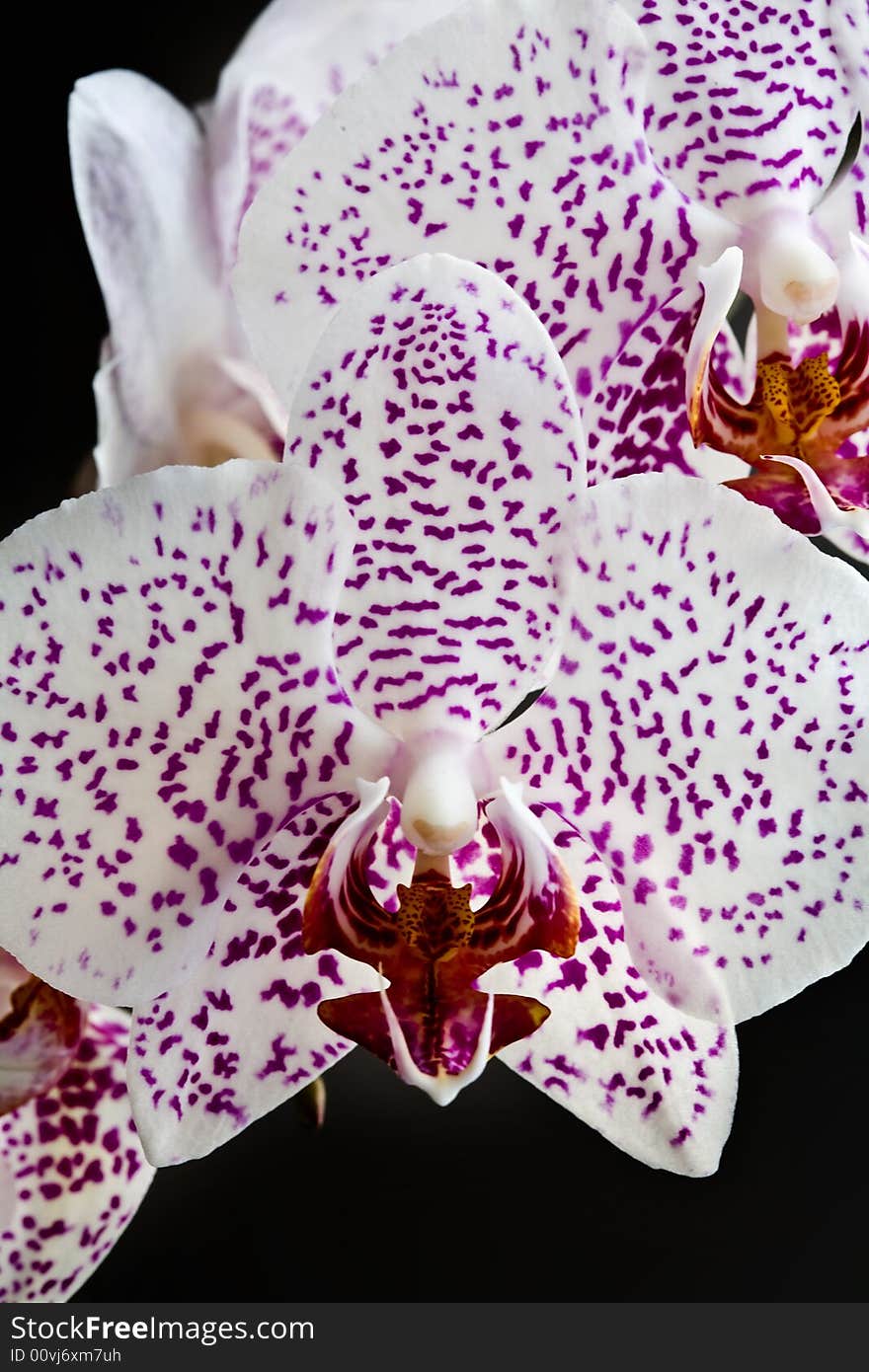 Orchid