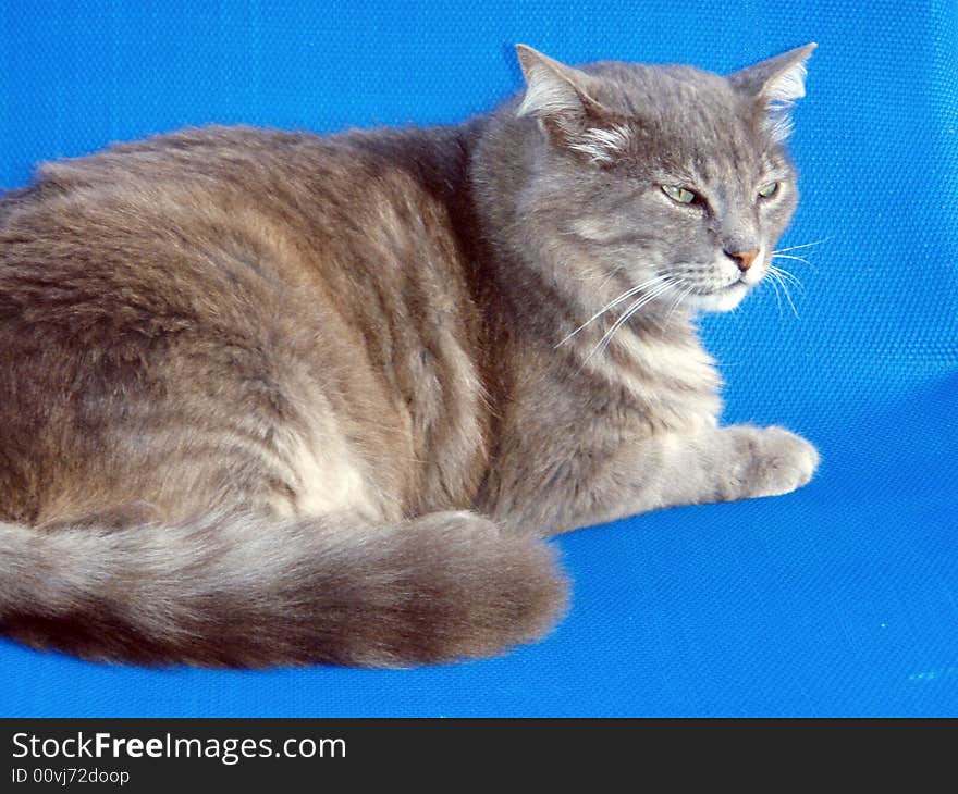 Close-up of a clever cat looking out