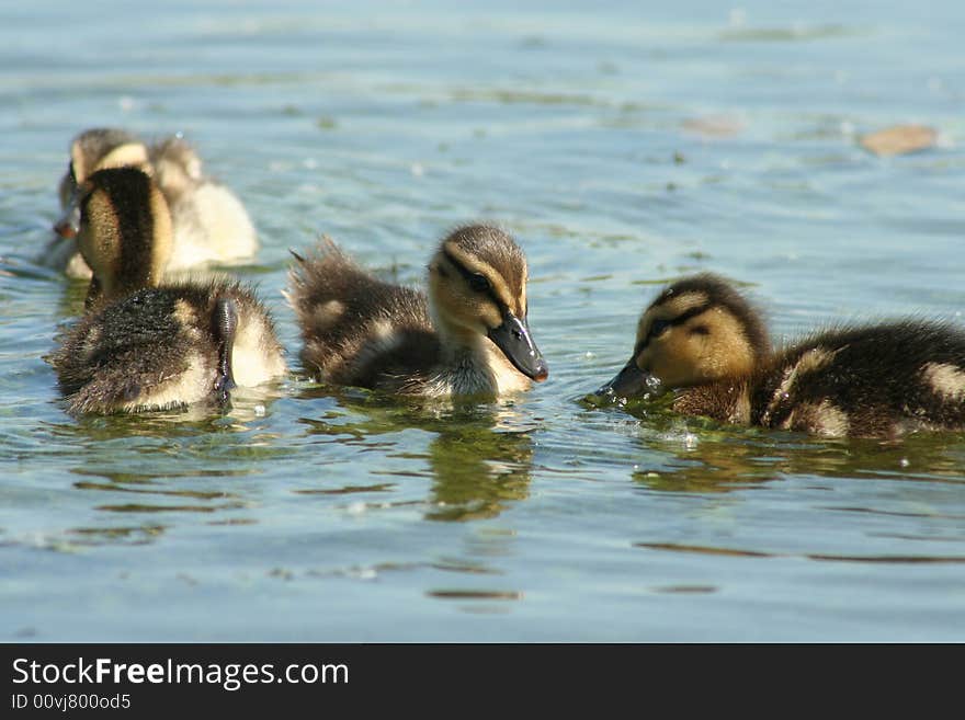 Ducklings