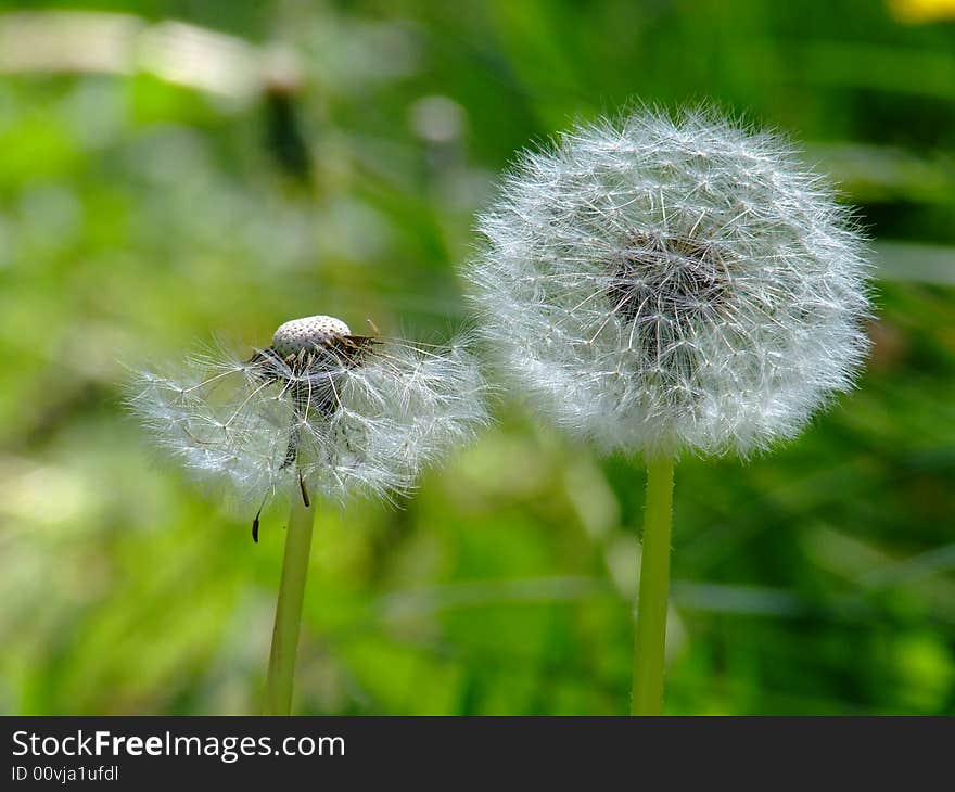 Close-up dandelions, one still intact, while the other was half-blown away