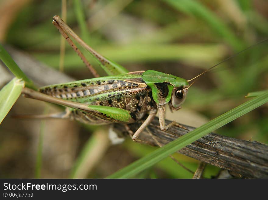 Grasshopper