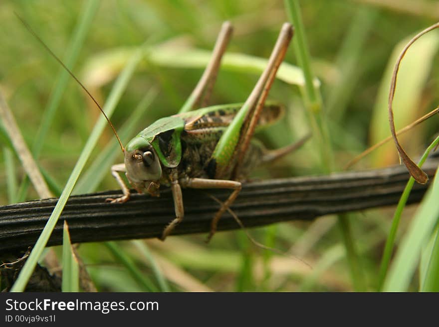 Grasshopper