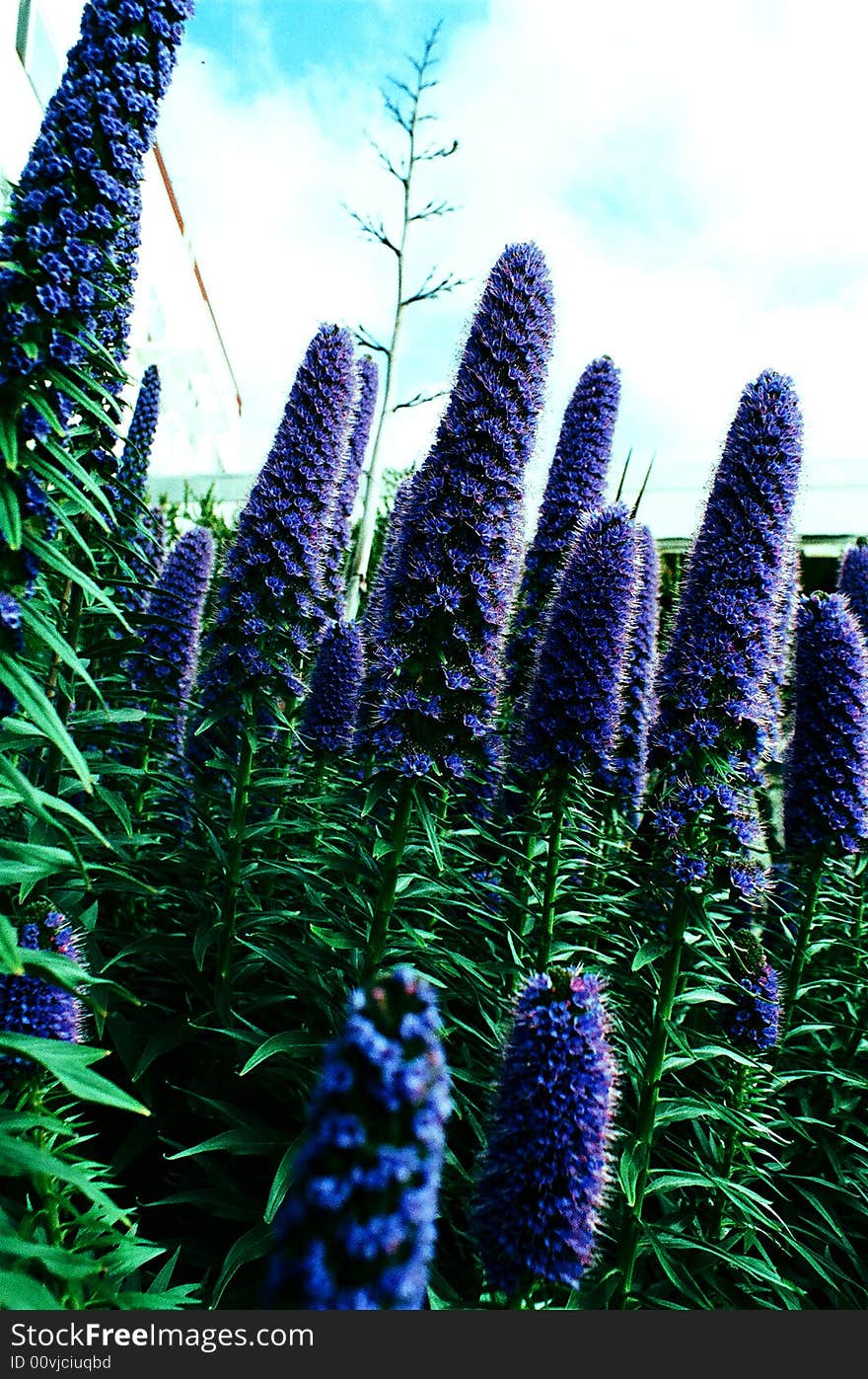 Beautiful purple flowers in a garden. brilliant blue sky contrasted with clouds. Beautiful purple flowers in a garden. brilliant blue sky contrasted with clouds.