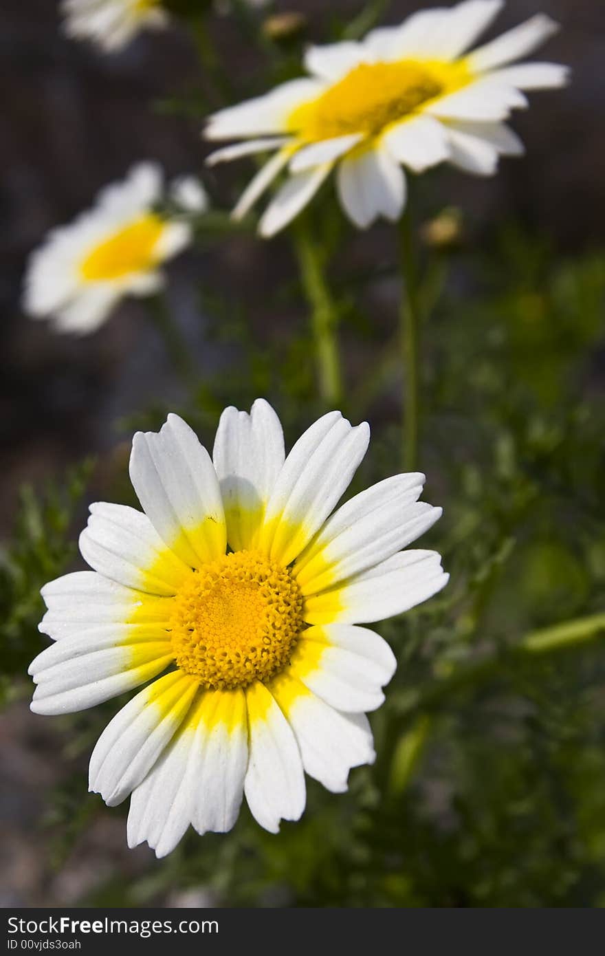 White daisy in spring background