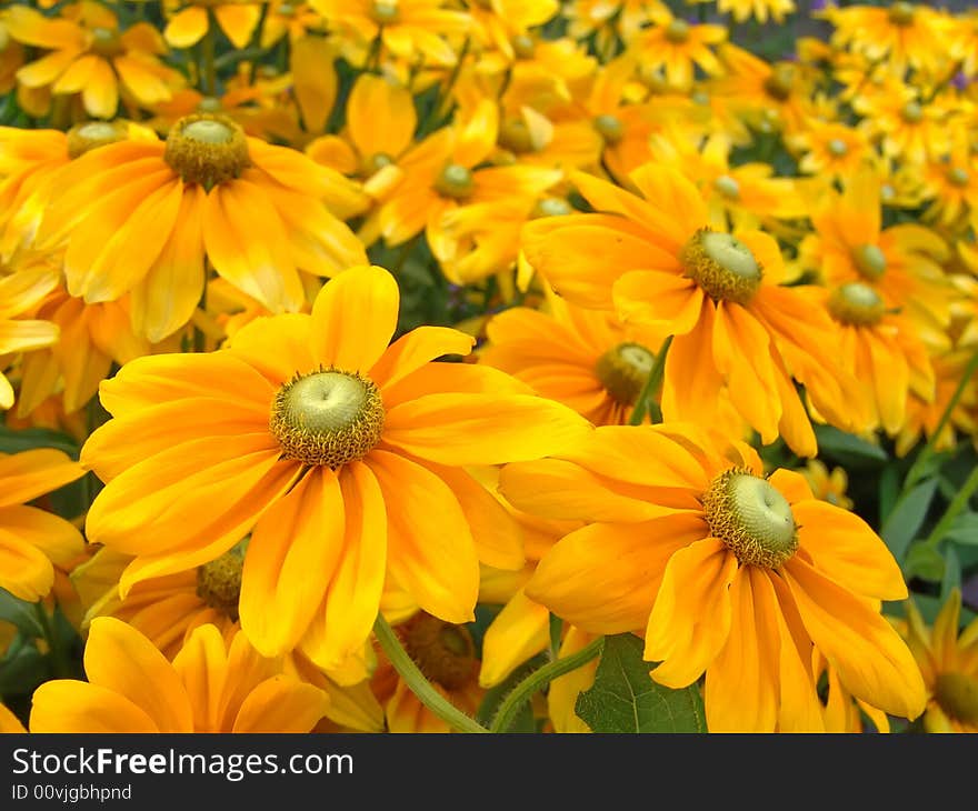 Summer Flower Background. Yellow Herbera. Summer Flower Background. Yellow Herbera.