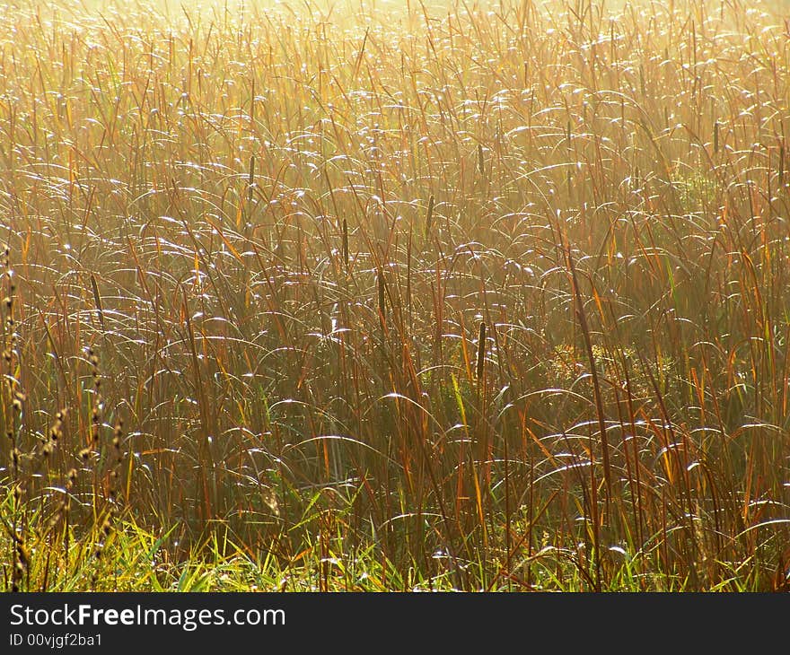 Golden Grass Background