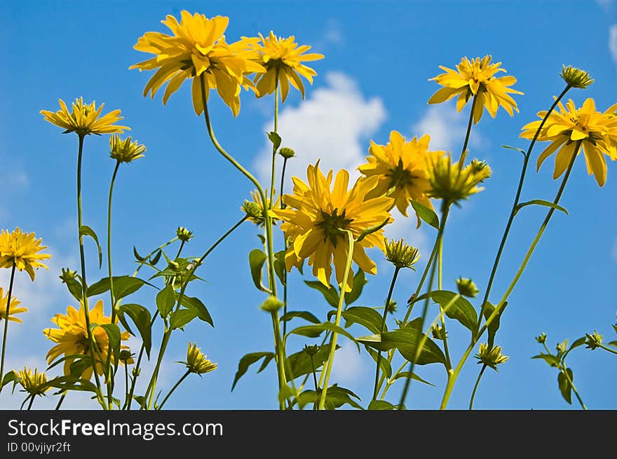 Yellow flowers in the garden