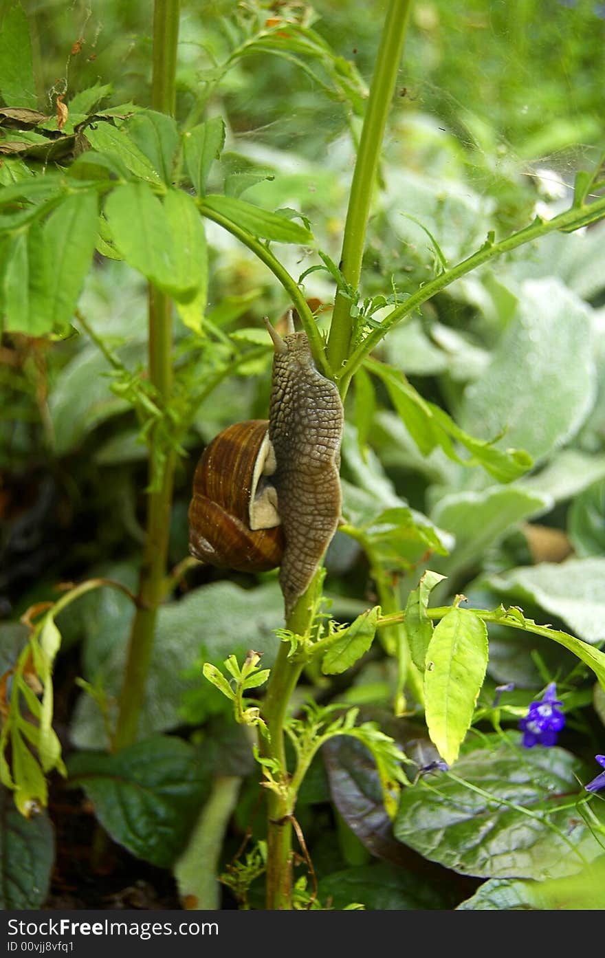 Snail On The Branch