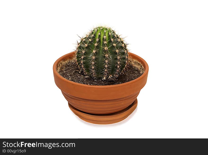 The cactus in the flower-pot on the white background