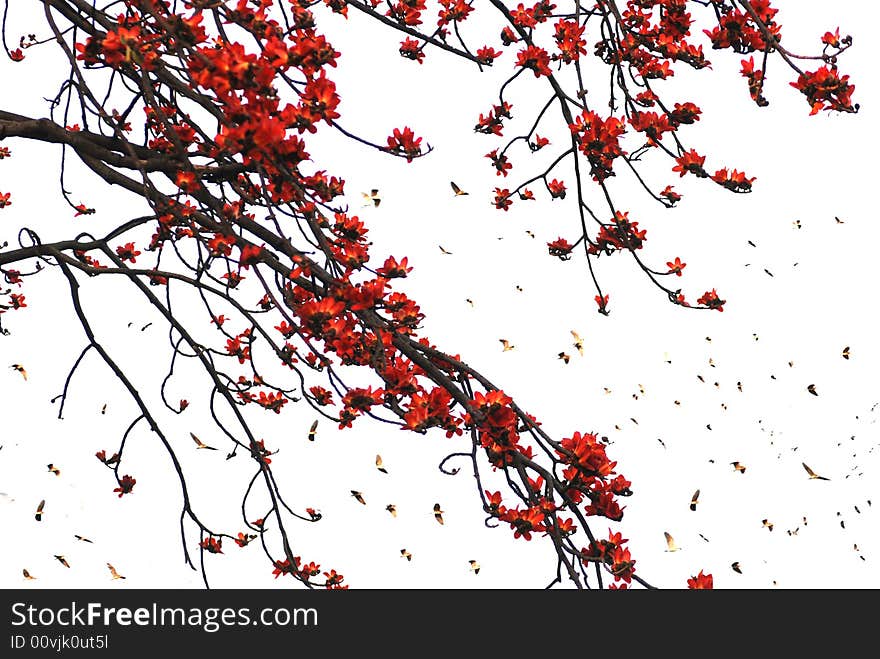 The crimson Kapok flowers and flying egrets. The crimson Kapok flowers and flying egrets.