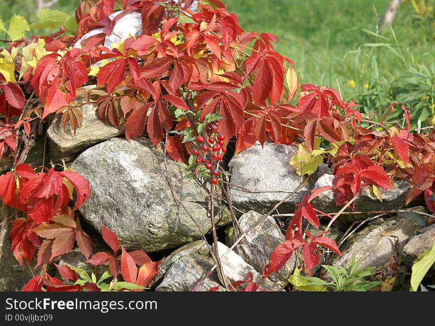 Overgrown rock wall