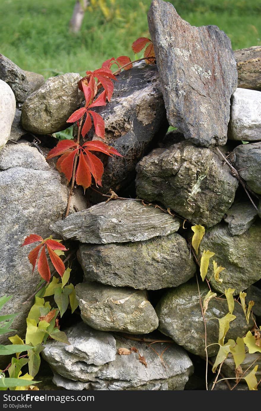 Climbing plant on rock wall