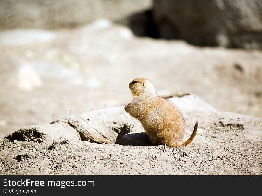 Prairie dog sitting up by his burrow