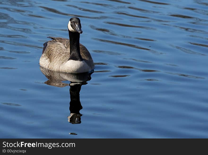 Canadian goose floating on lake surface