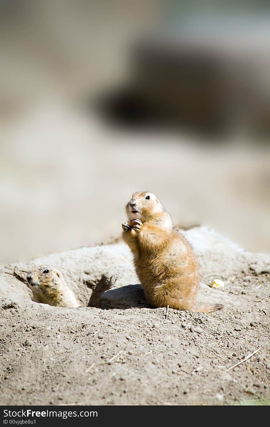 Prairie Dog Sitting up