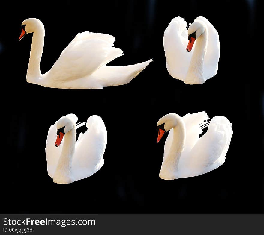 A set of isolated Mute Swans. A set of isolated Mute Swans