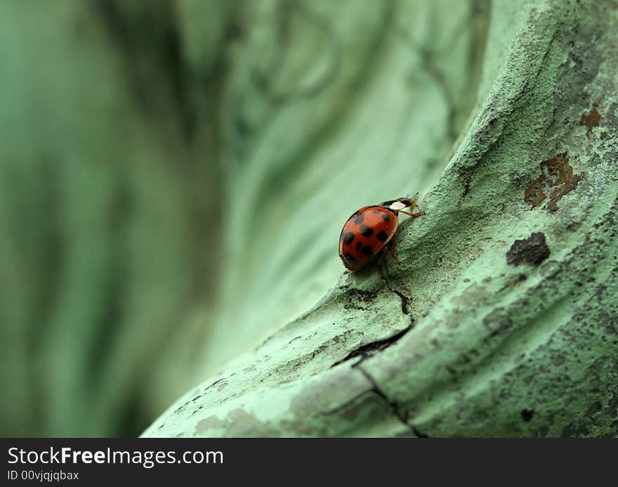 Lady Bug on Statue